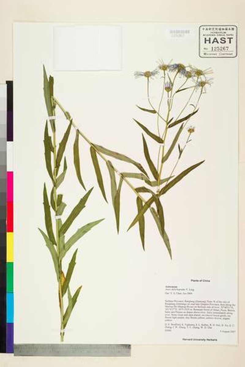Aster dolichopodus