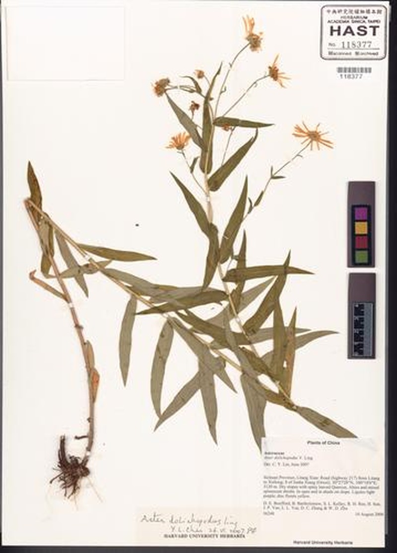 Aster dolichopodus photo 2