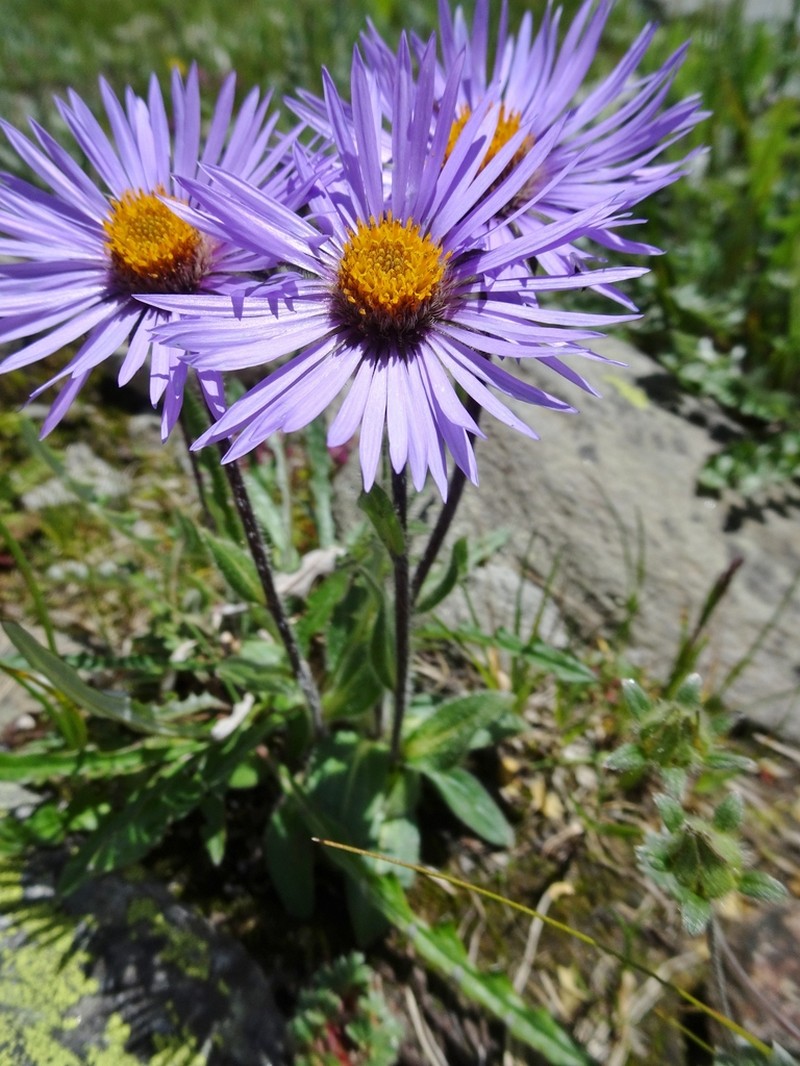 Aster falconeri photo 2
