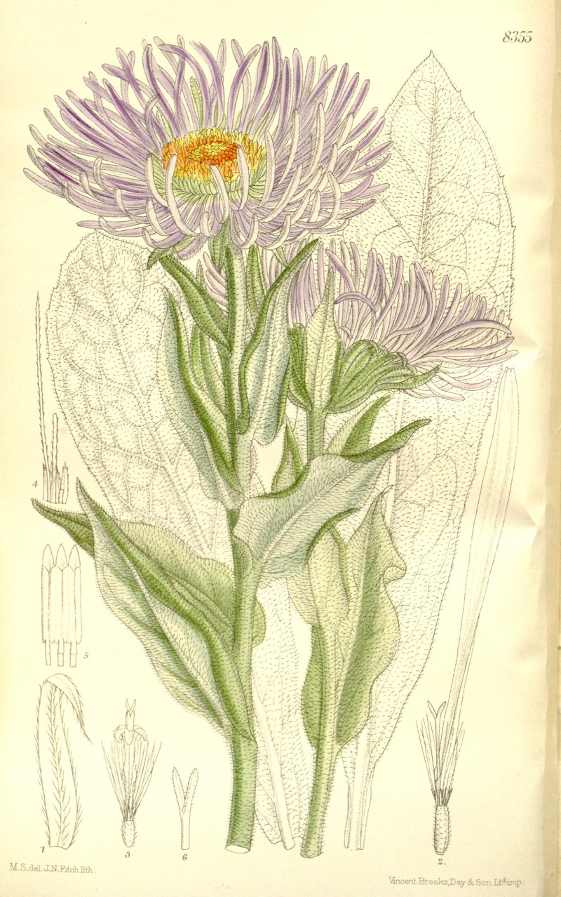 Aster falconeri