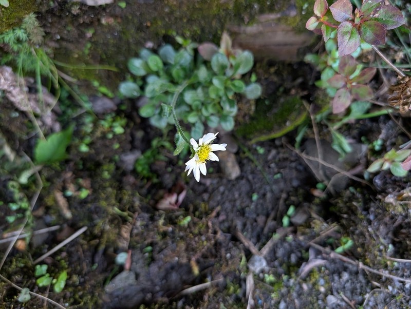 Aster fanjingshanicus