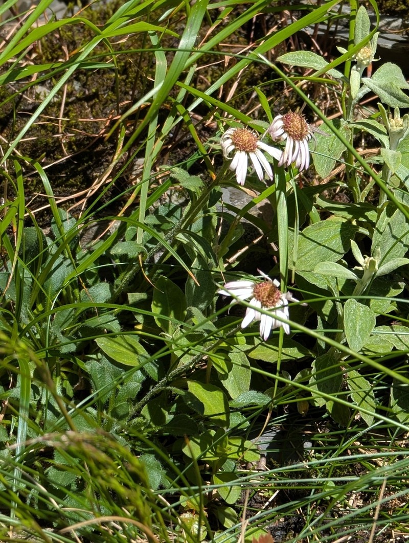 Aster fanjingshanicus photo 2