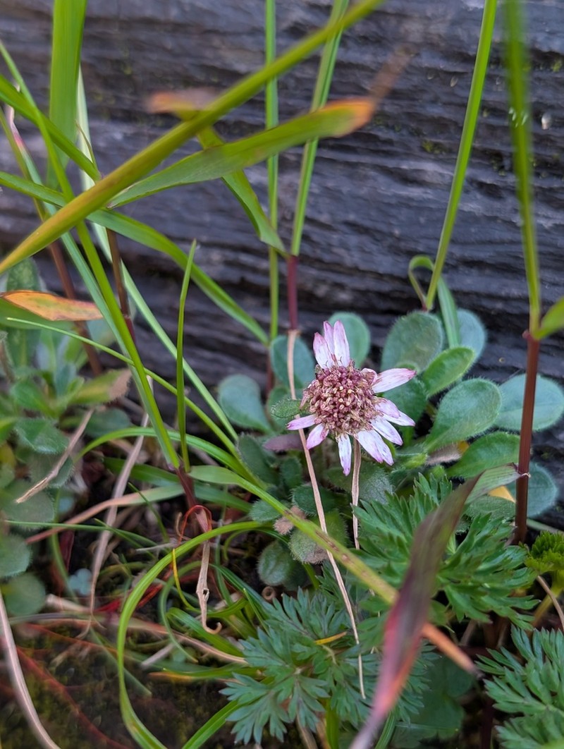 Aster fanjingshanicus photo 3