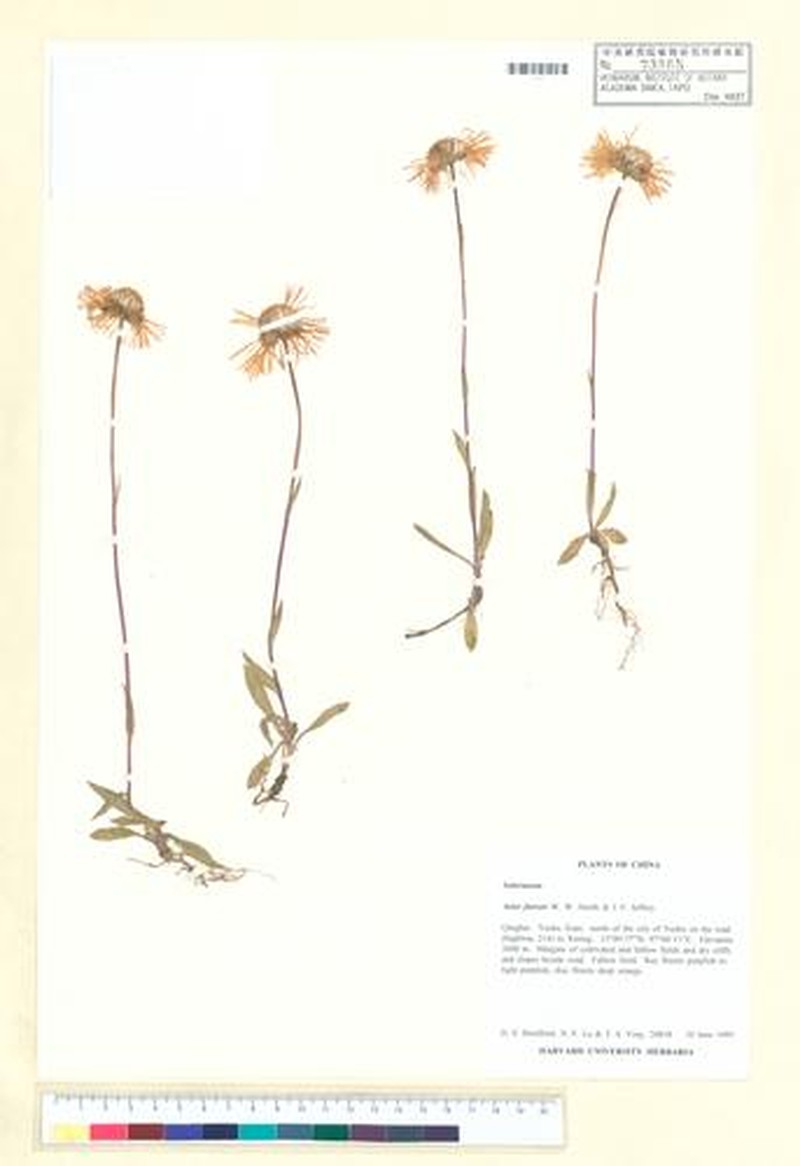 Aster farreri