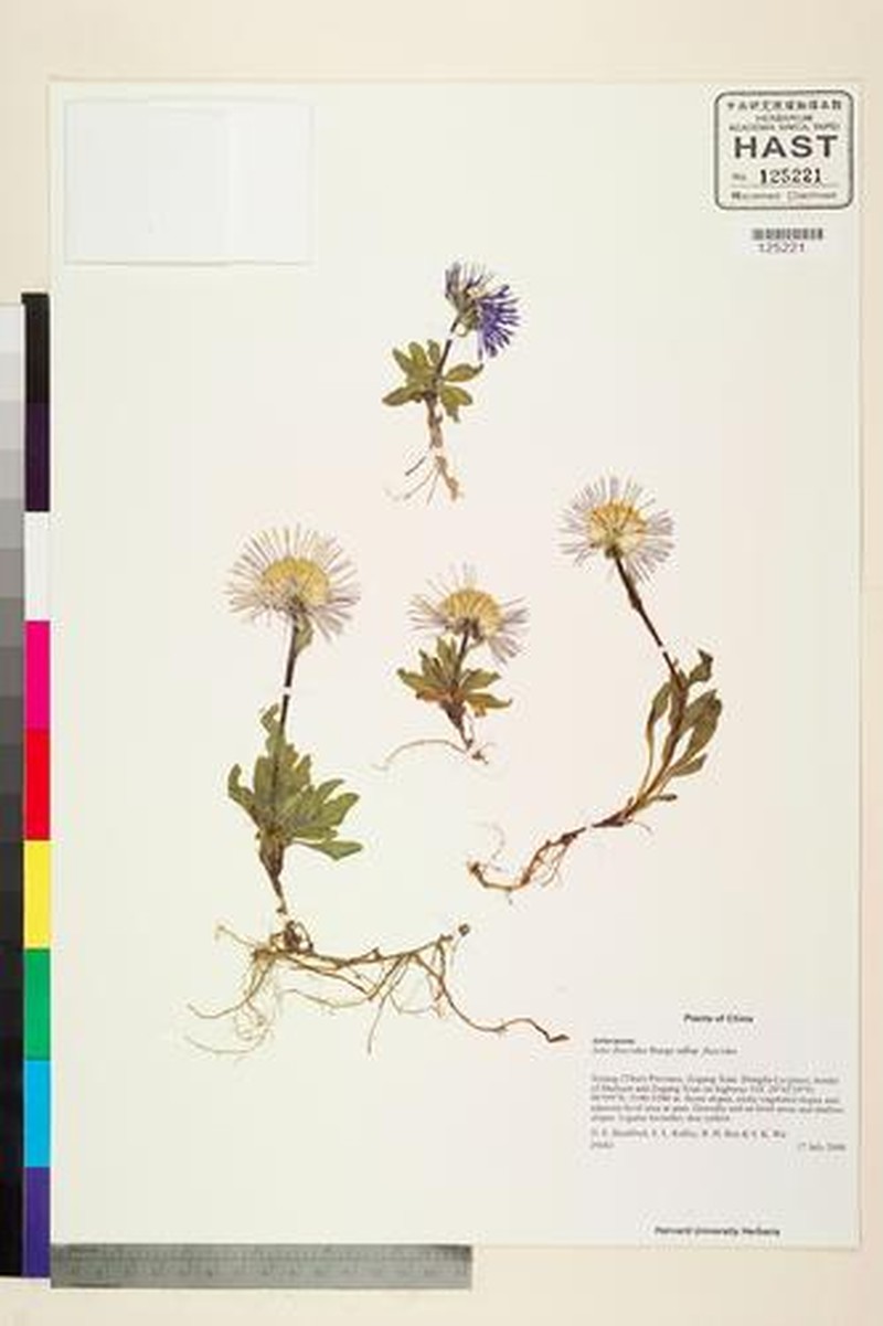Aster flaccidus subsp. flaccidus