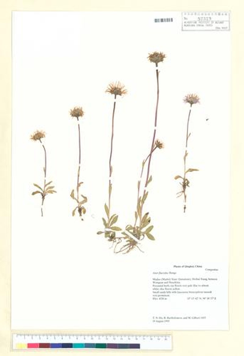 Aster flaccidus subsp. flaccidus photo 2