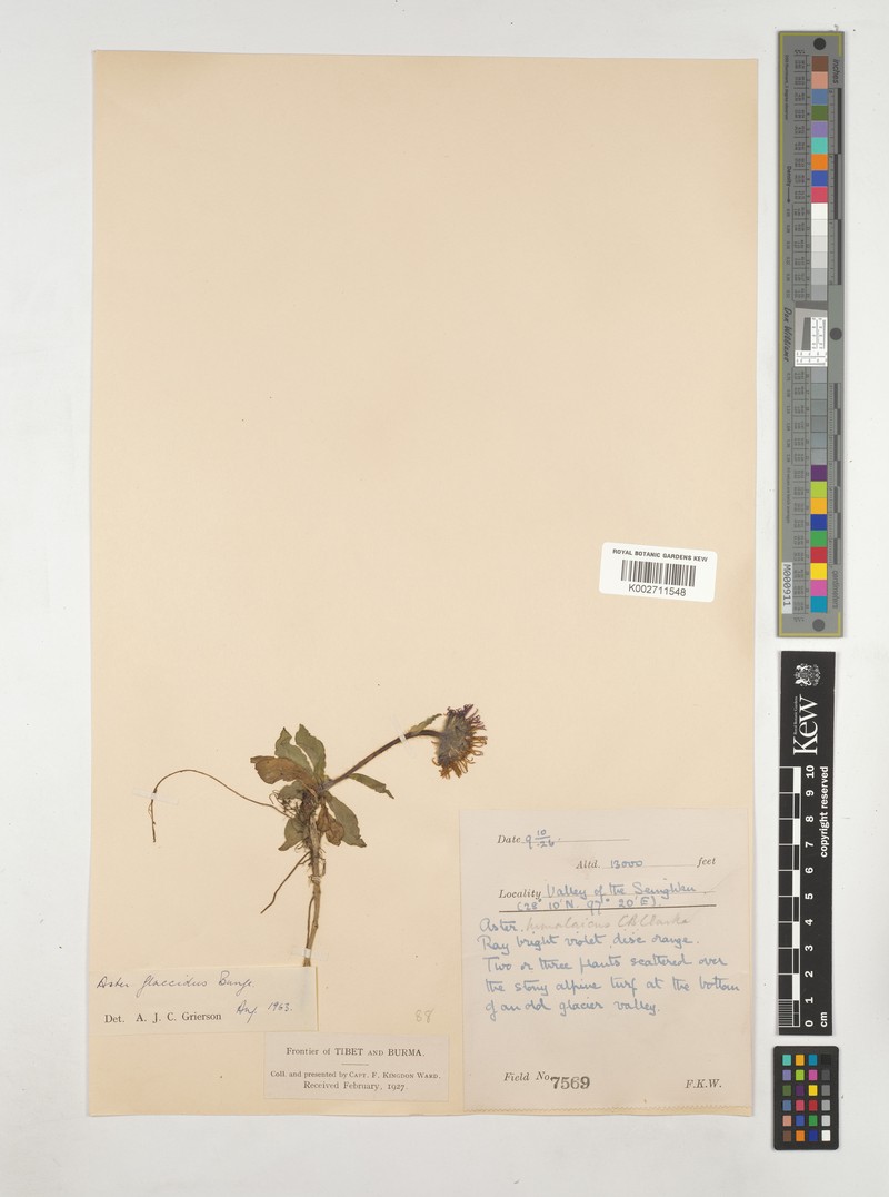 Aster flaccidus subsp. flaccidus photo 3