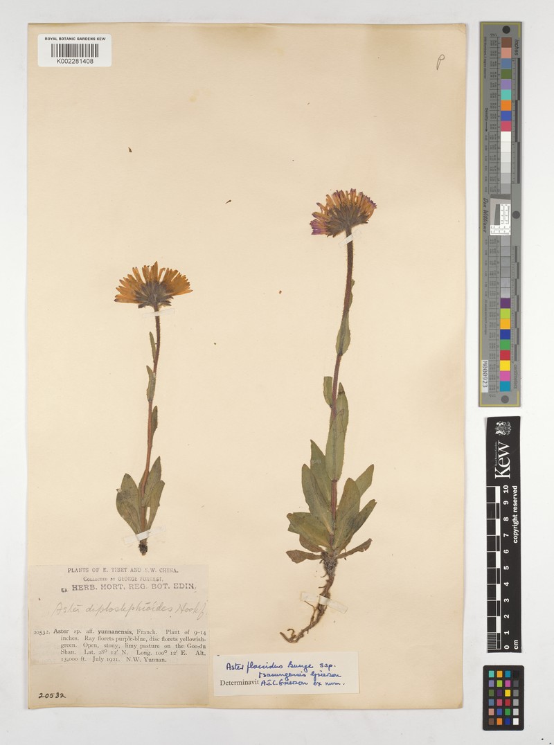 Aster flaccidus subsp. tsarungensis