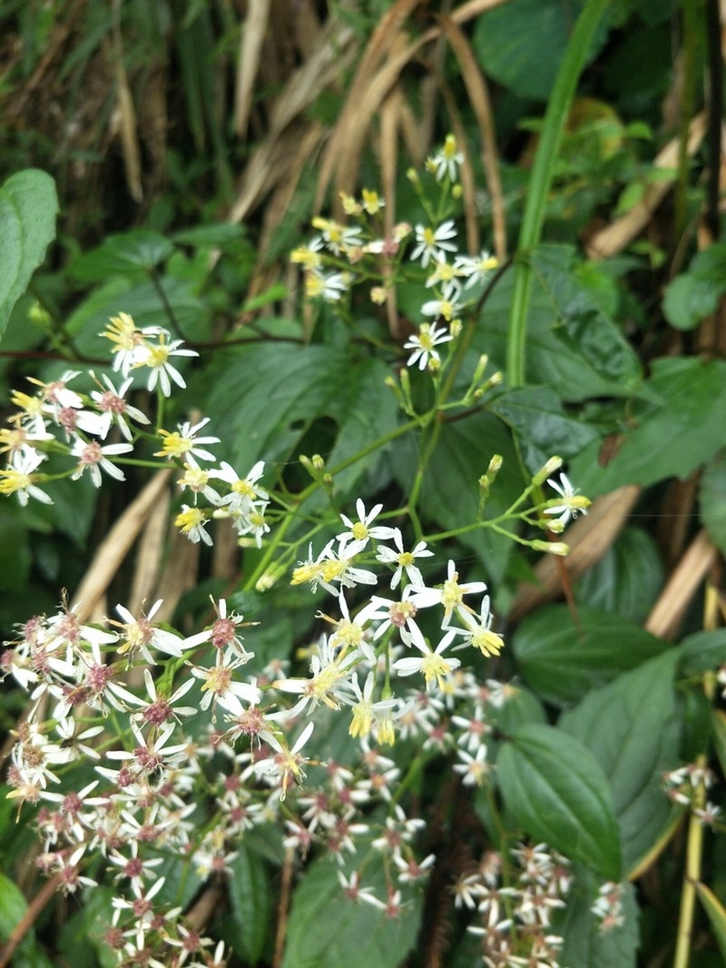 Aster formosanus photo 2