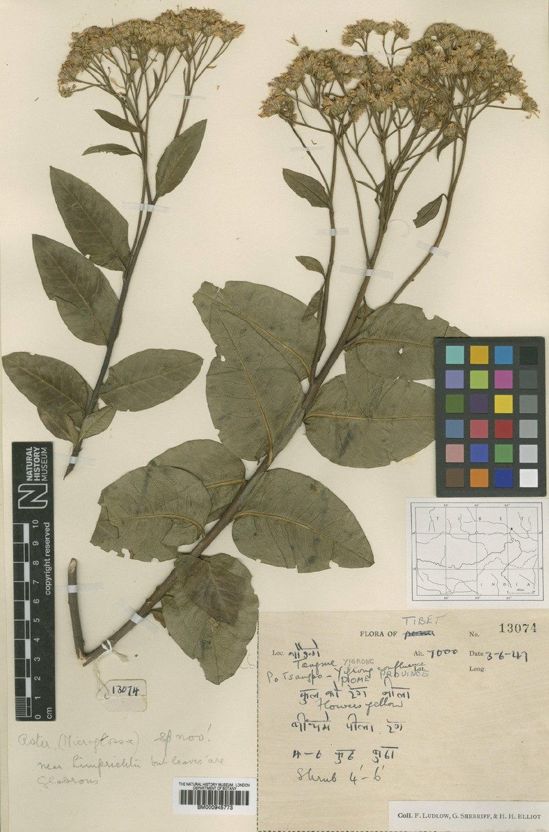 Aster fulgidulus