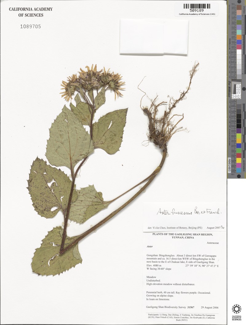 Aster fuscescens photo 3