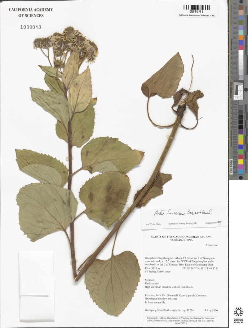 Aster fuscescens photo 4