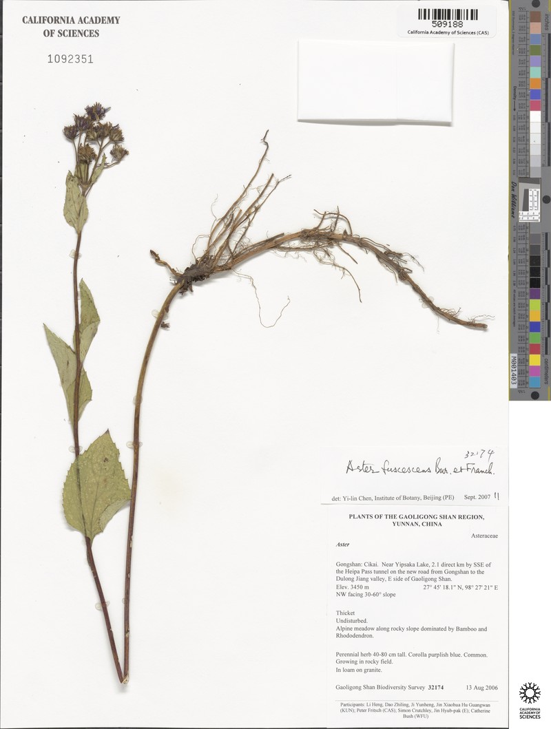 Aster fuscescens photo 7