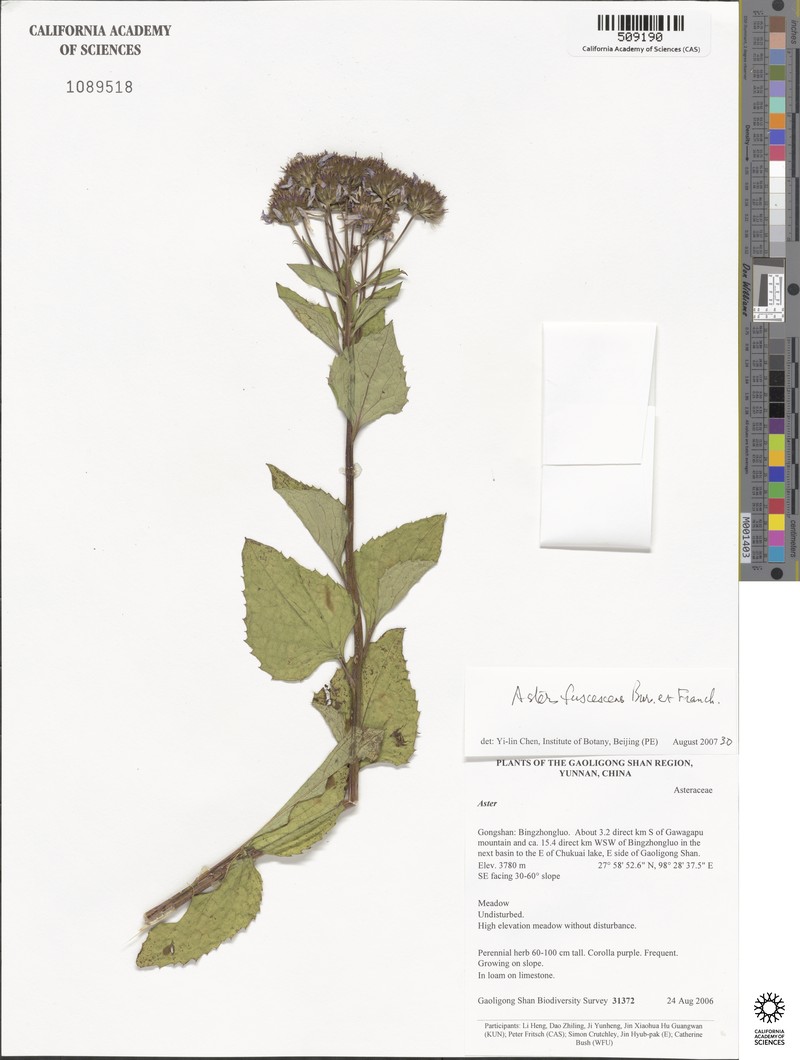 Aster fuscescens photo 8