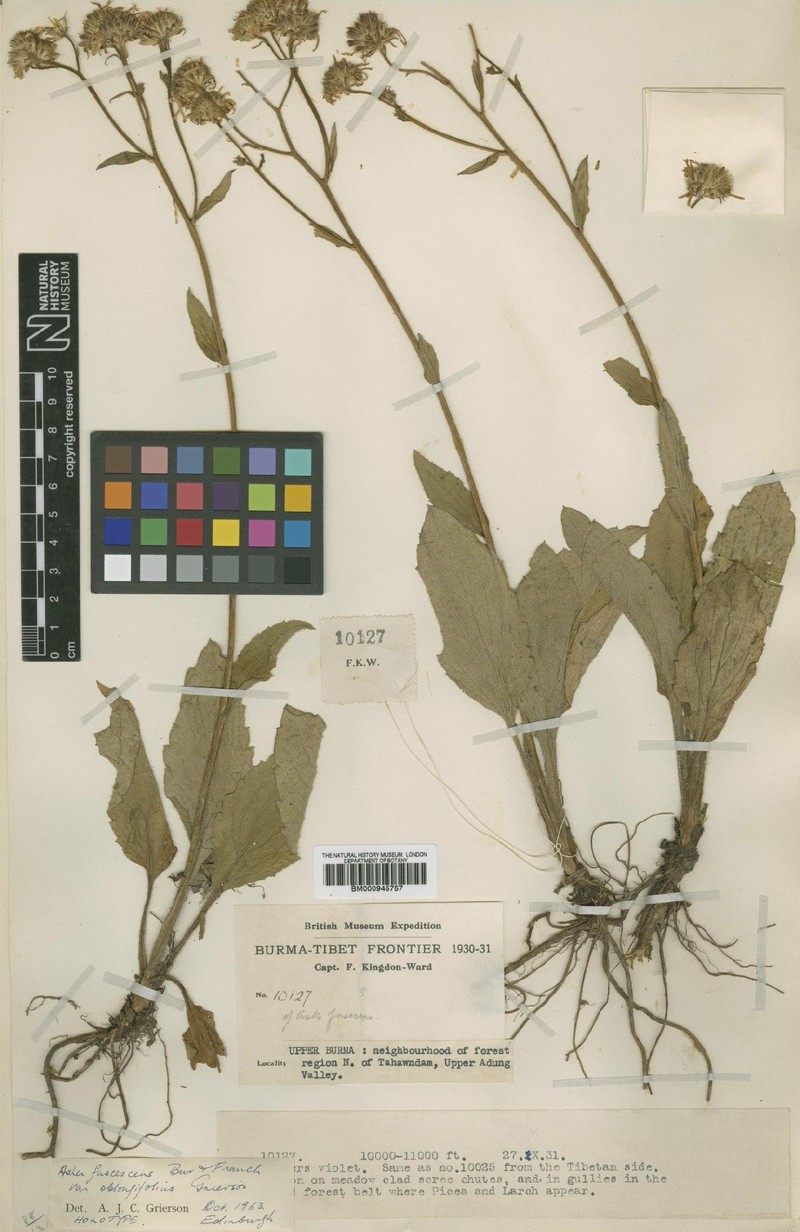 Aster fuscescens var. oblongifolius