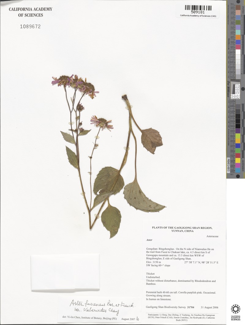 Aster fuscescens var. scaberoides