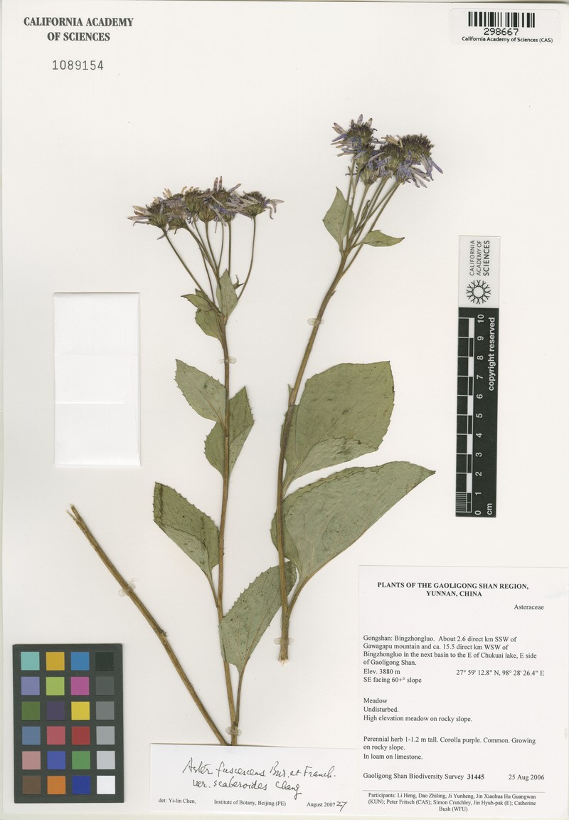 Aster fuscescens var. scaberoides photo 2