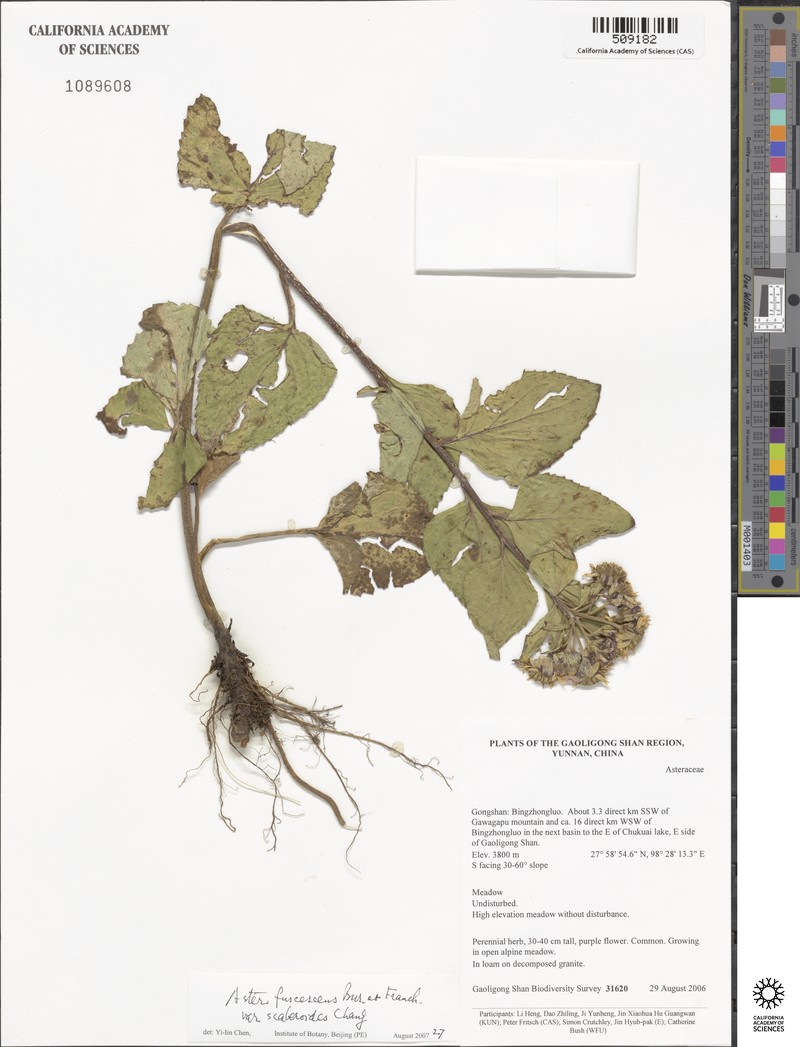Aster fuscescens var. scaberoides photo 3