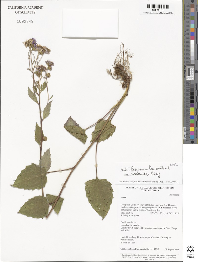 Aster fuscescens var. scaberoides photo 4