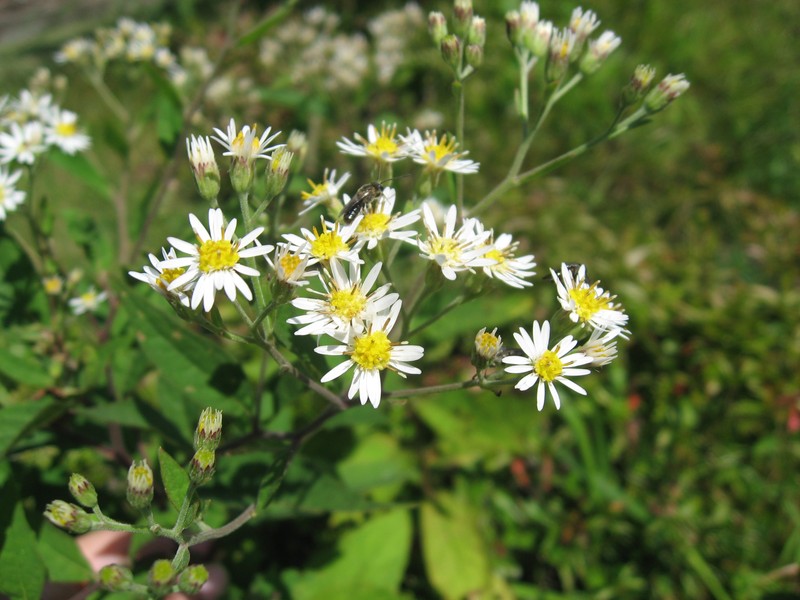 Aster glehnii
