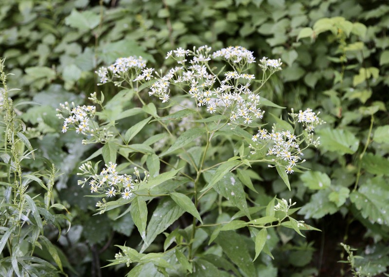 Aster glehnii photo 2