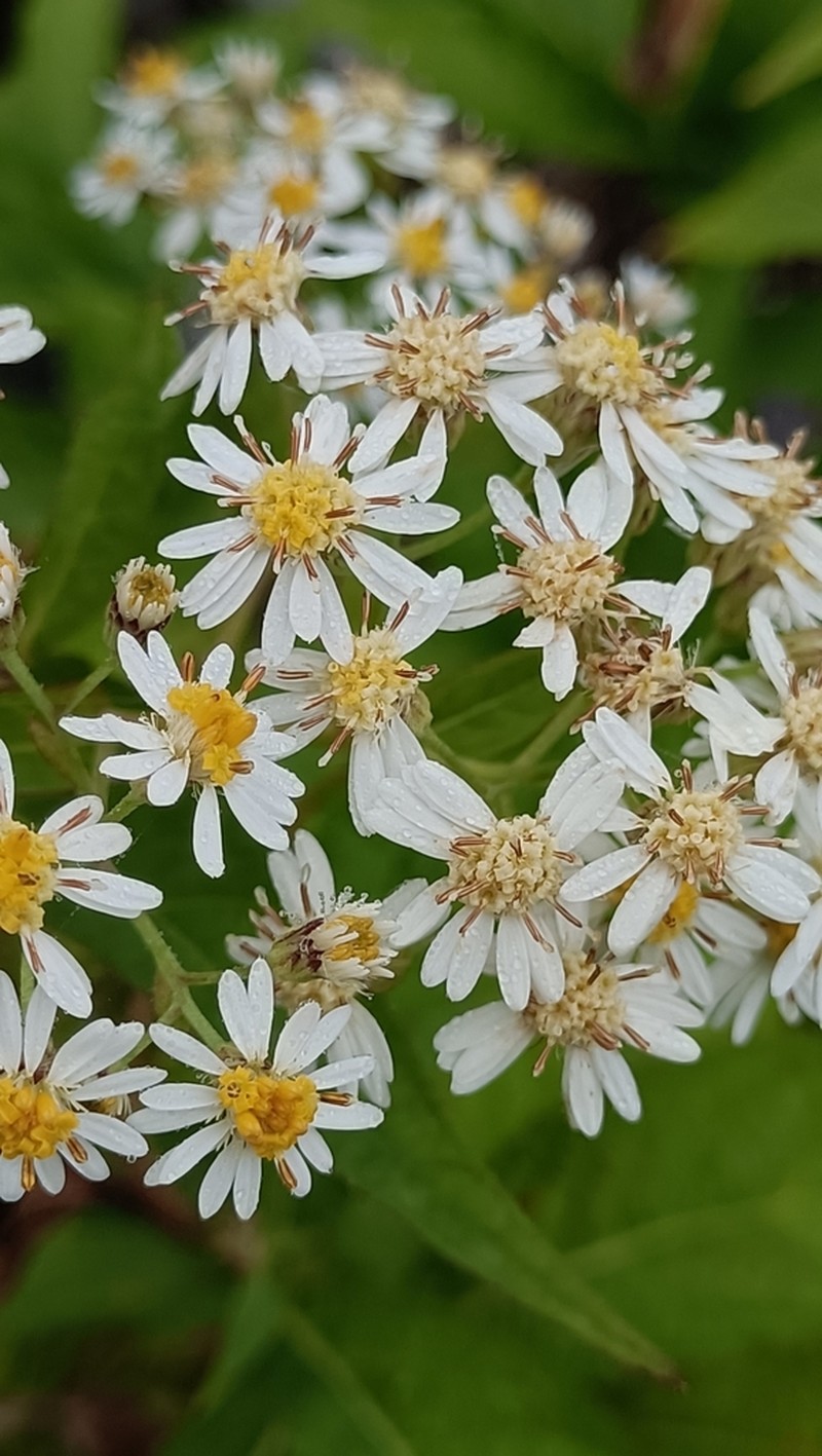 Aster glehnii photo 3