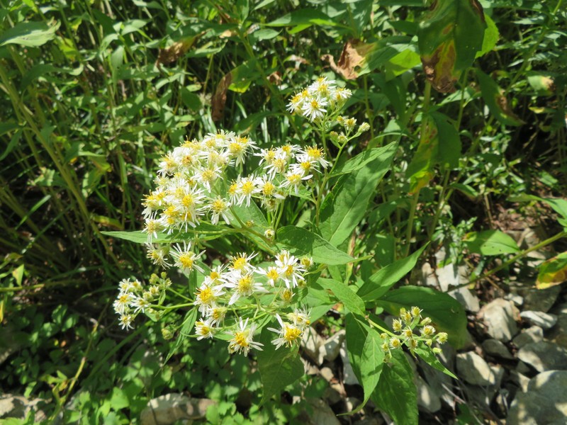 Aster glehnii var. hondoensis