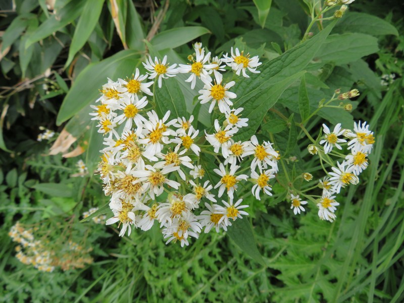 Aster glehnii var. hondoensis photo 2