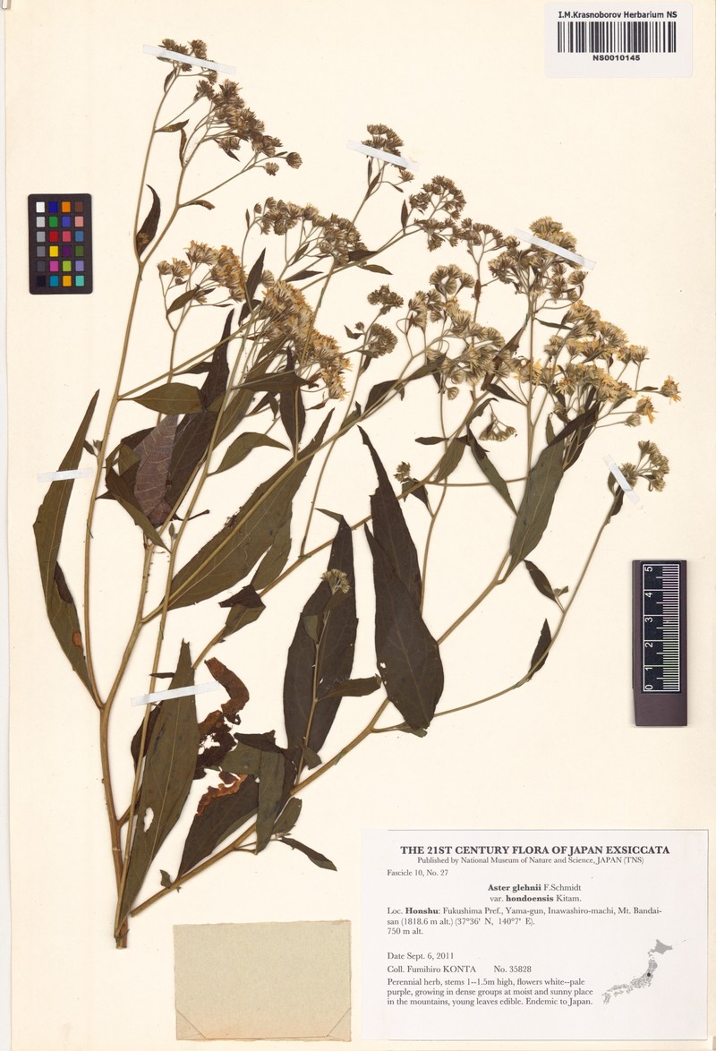 Aster glehnii var. hondoensis photo 3