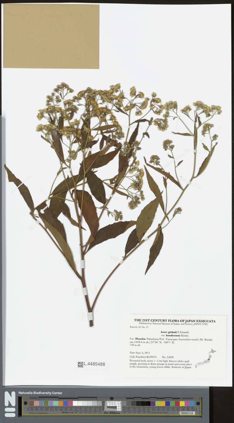 Aster glehnii var. hondoensis photo 4