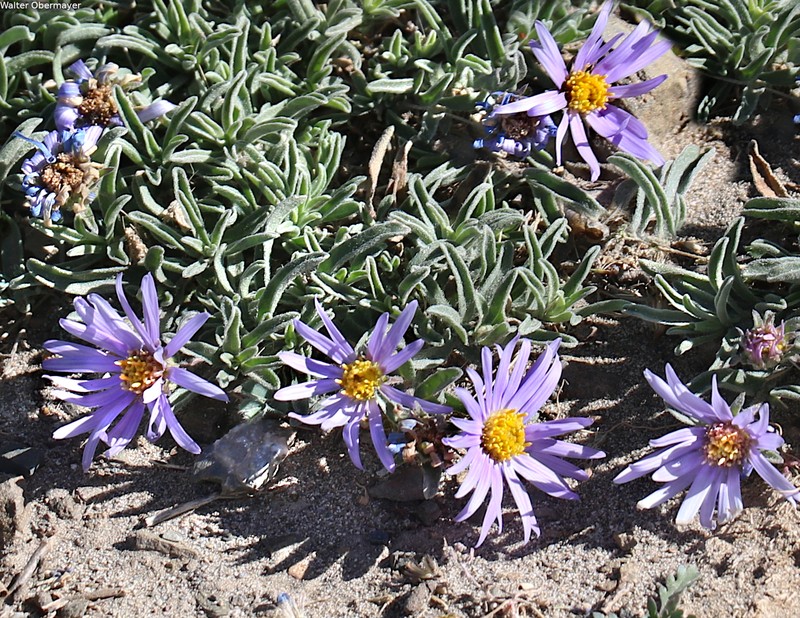 Aster gouldii photo 2