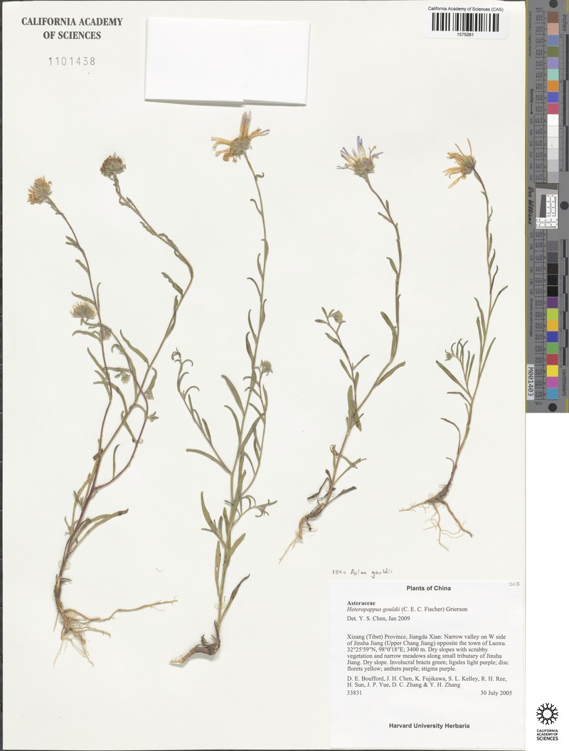 Aster gouldii photo 3