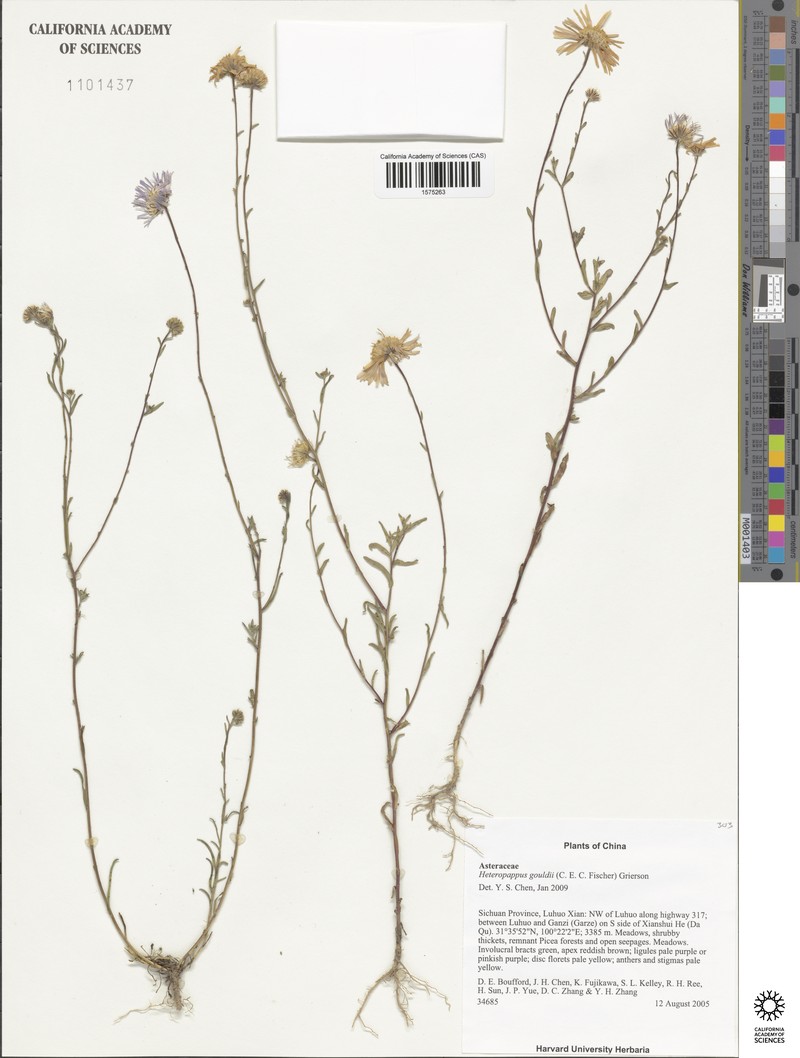 Aster gouldii photo 4