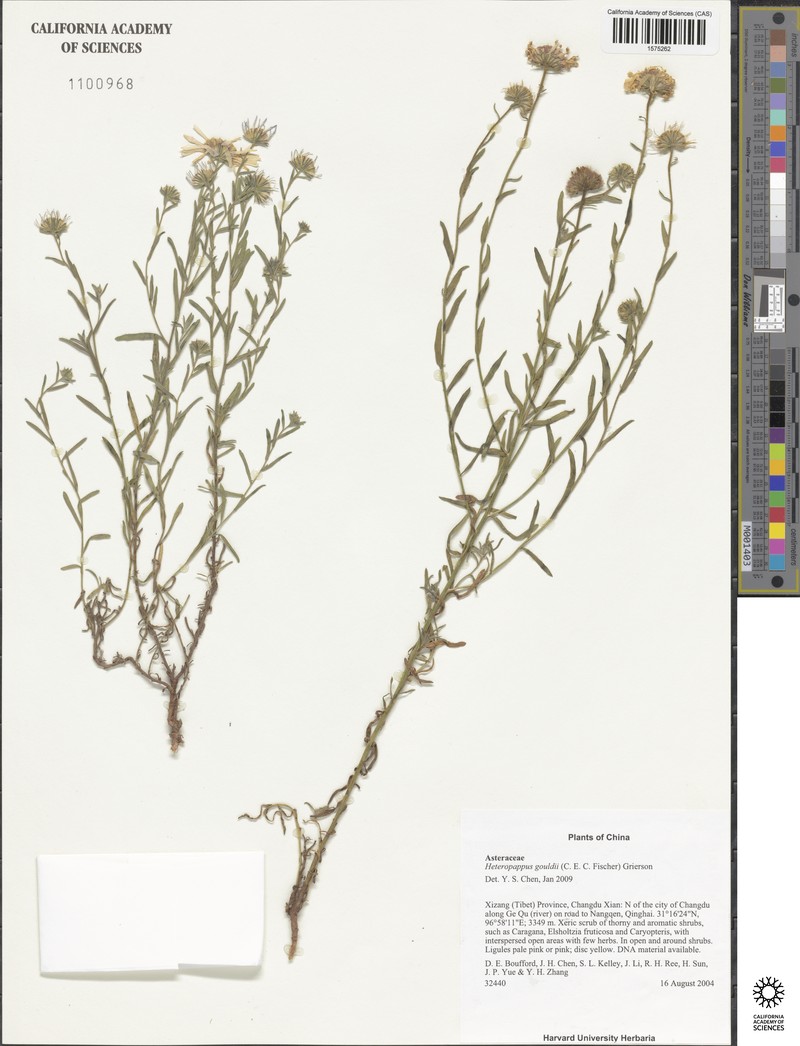 Aster gouldii photo 5