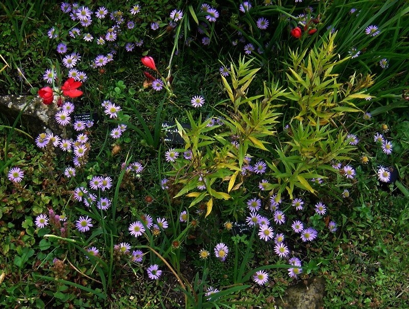Aster hayatae