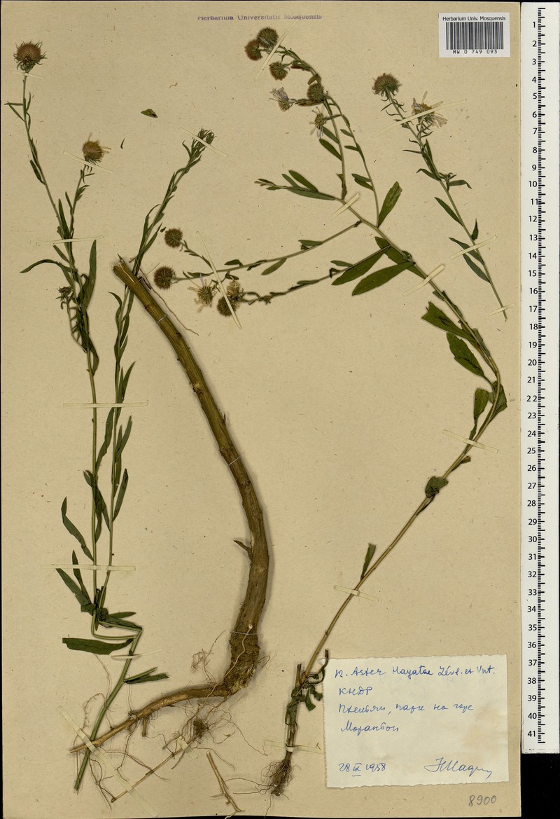 Aster hayatae photo 2