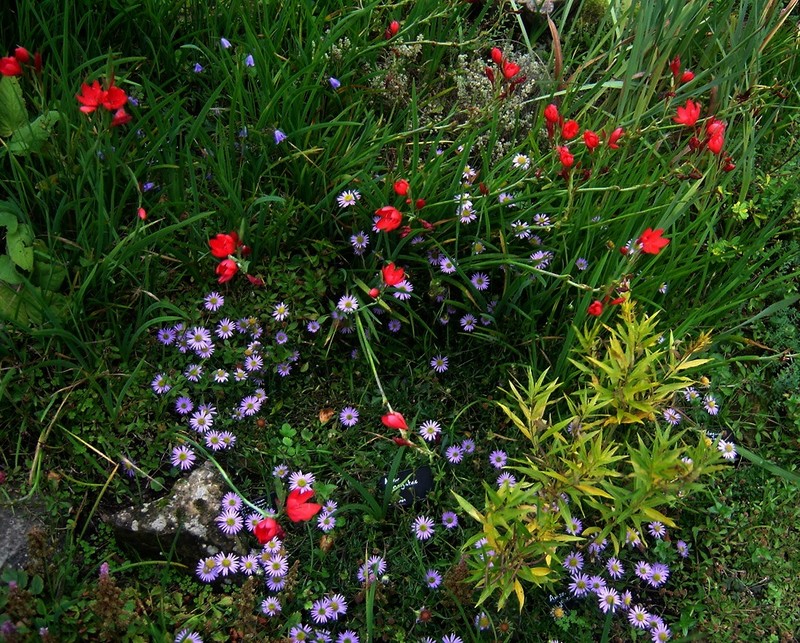Aster hayatae photo 3