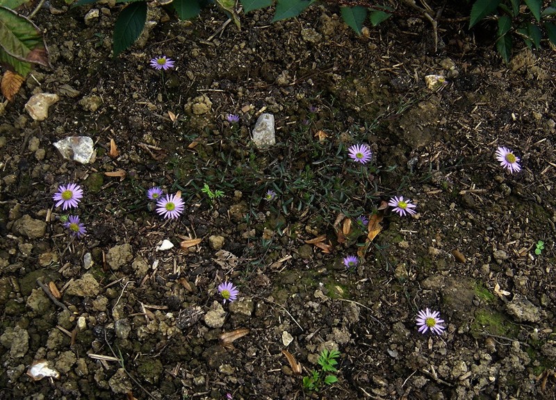 Aster hayatae photo 4