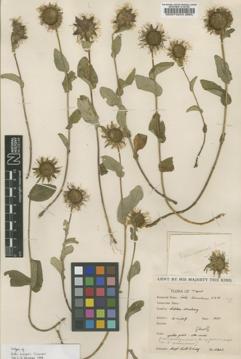 Aster heliopsis