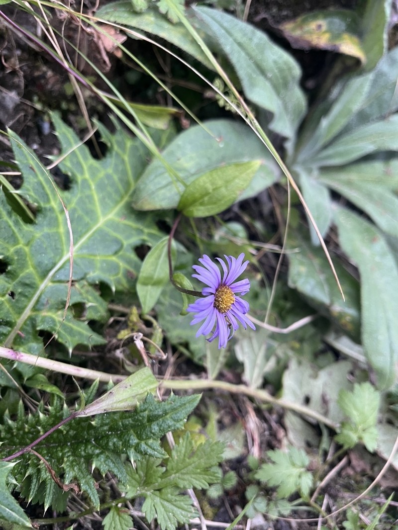 Aster himalaicus