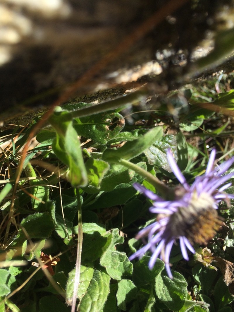 Aster himalaicus photo 2