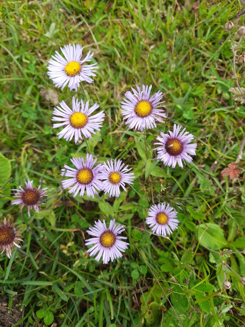 Aster himalaicus photo 3