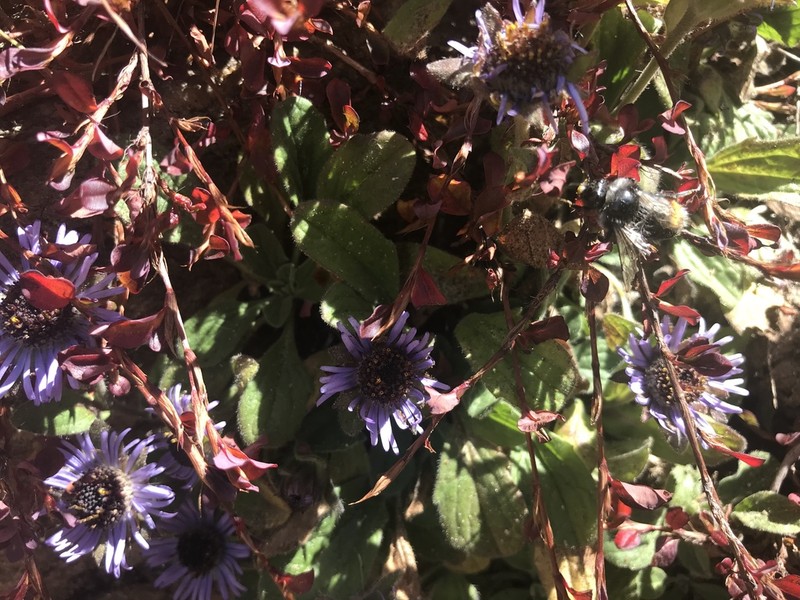 Aster himalaicus photo 4