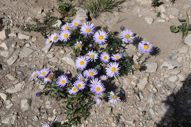 Aster hispidus photo 3