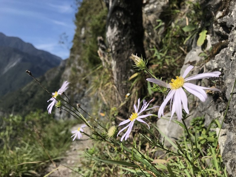 Aster hispidus photo 4