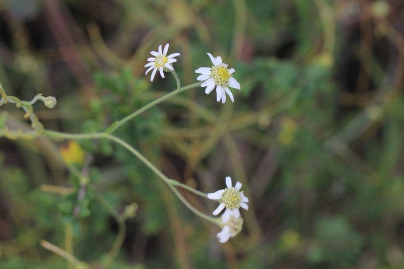 Aster hispidus photo 5