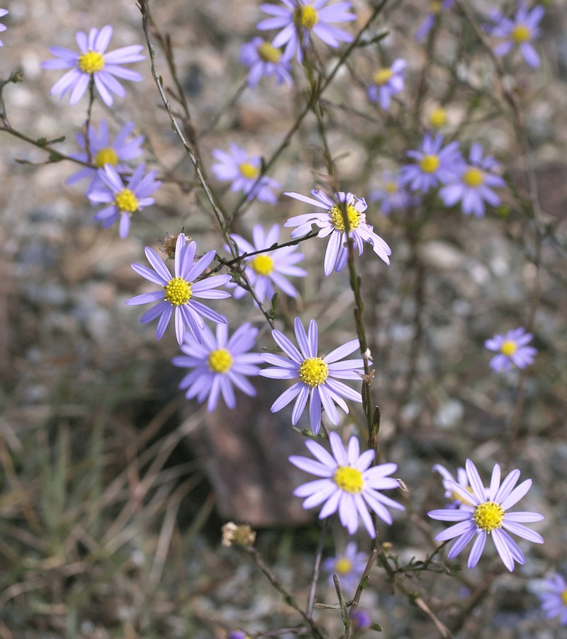 Aster hispidus photo 6