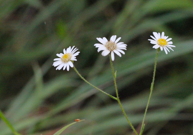 Aster hispidus photo 7