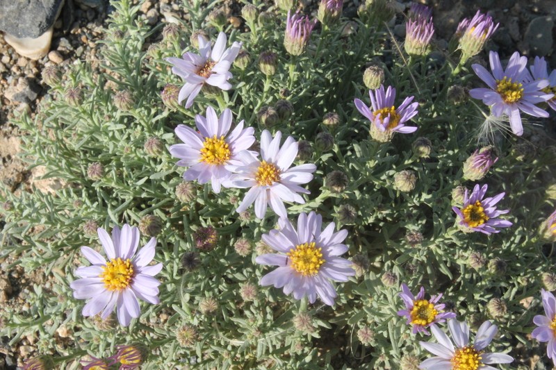 Aster hispidus photo 8