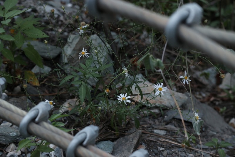 Aster hispidus